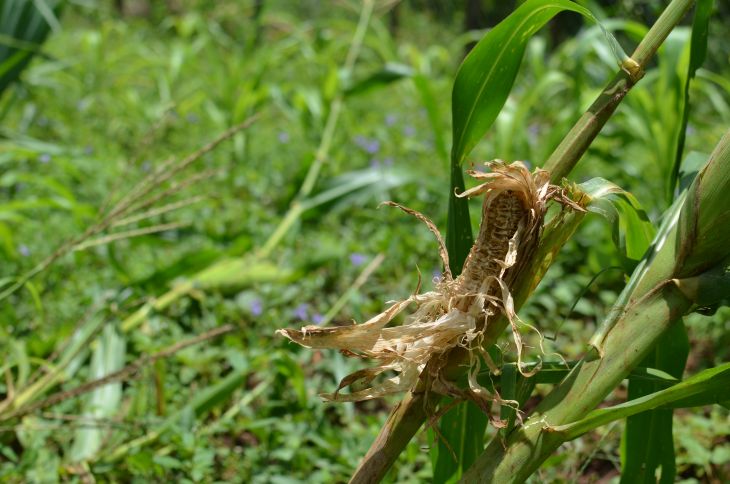 Agricultura y apicultura sufren consecuencias de 'Grace' en Yucatán  